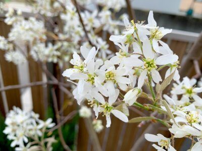 ジューンベリー | 春