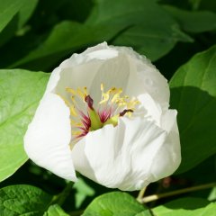 ヤマシャクヤク | 春