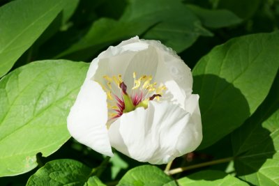 ヤマシャクヤク | 春