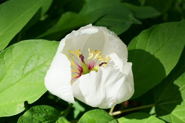 ヤマシャクヤク | 春