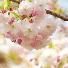 サトザクラ | 春