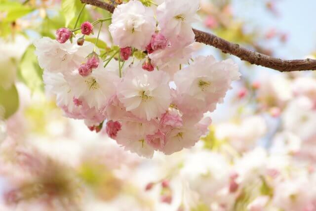 サトザクラ | 春