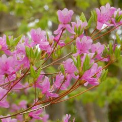 ミツバツツジ | 春