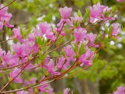 ミツバツツジ | 春