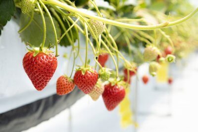 「中電ウイング 」ウイングいちご出店販売 | イベント