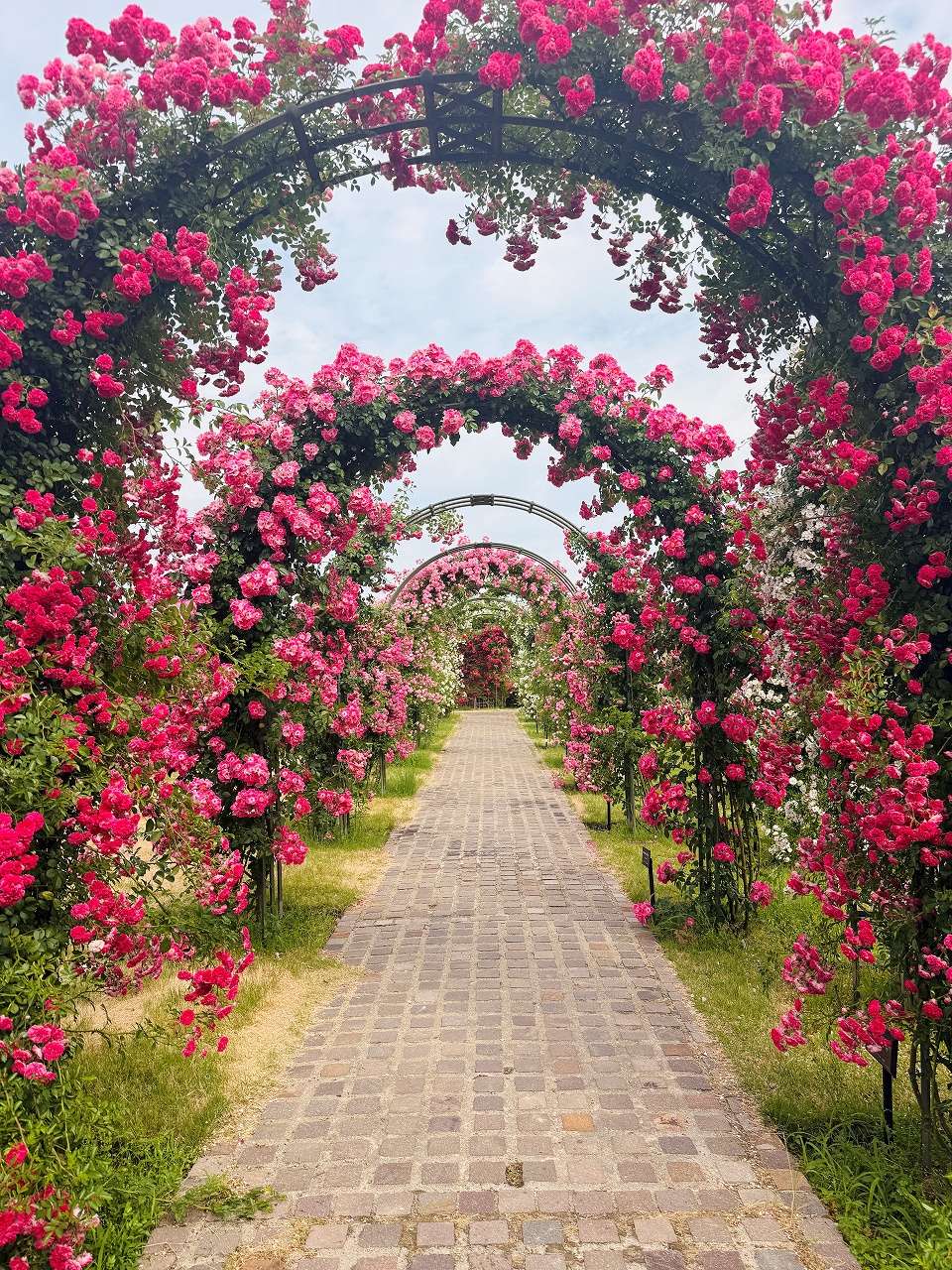 岐阜 薔薇 花 公園 キッズ｜【公式】ぎふワールド・ローズガーデン