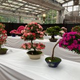 さつき花季展 | イベント