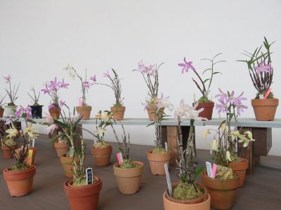 セッコク展示会 | イベント