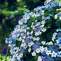 アジサイ | 夏
