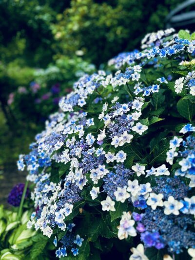 アジサイ | 夏