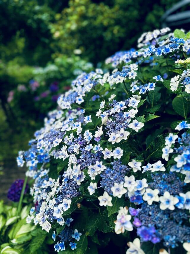 アジサイ | 夏